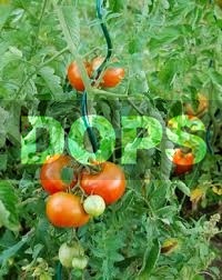 Tomato spiral - green