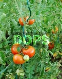 Tomato spiral - green