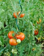 Tomato spiral - green