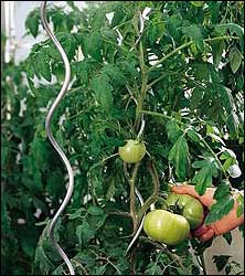 Tomato spiral