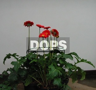 Flower support - 700