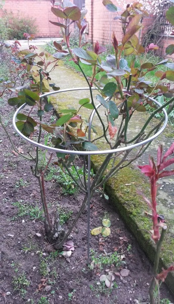 Plant support V1M