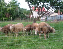 Herding netting Czech fence 120 cm - 2.2mm/10 wires/250mm/50m