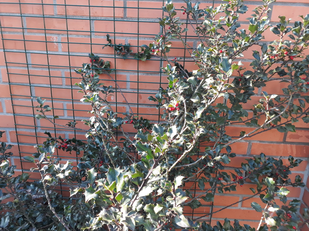 Grid for climbing plants 1500x1000 green 