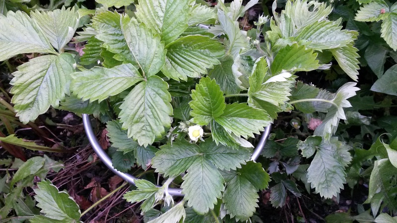 Strawberry support