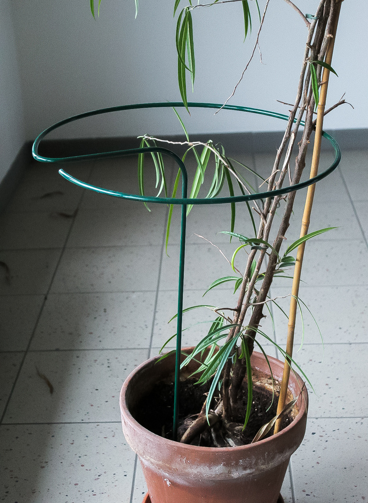 Plant support - green