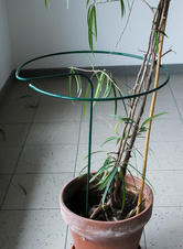 Plant support - green